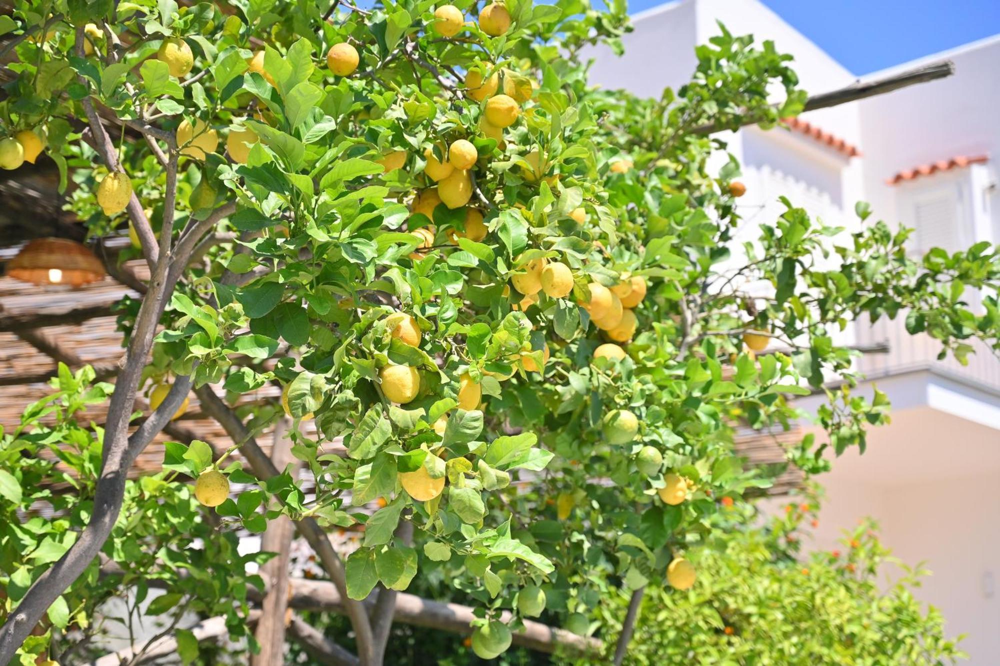 La Rosa - Luxury B&B Ischia Dış mekan fotoğraf